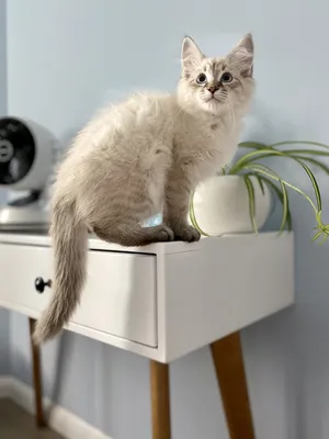 Невский маскарадный кот делает селфи» — создано в Шедевруме
