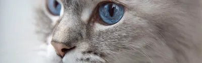 Невская маскарадная кошка: почему длинношёрстная порода из СССР подойдёт не  всем любителям кошек | Приключения натуралиста | Дзен