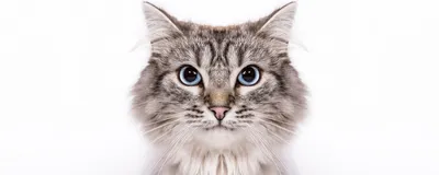 Невская маскарадная кошка: знакомство с породой - YouTube