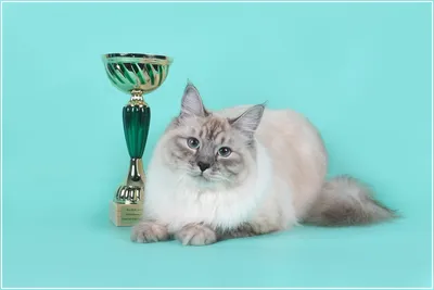 Невская маскарадная кошка - характер, описание породы, окрасы