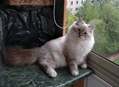 Невский маскарадный кот гладкошерстный - картинки и фото koshka.top