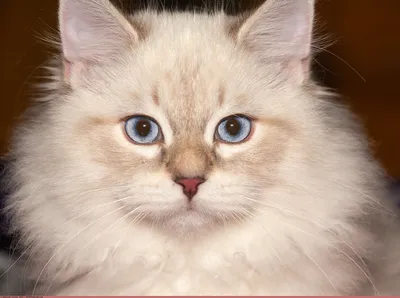 Невский маскарадный кот купить в Тихорецке | Животные и зоотовары | Авито