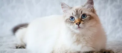 Невская маскарадная кошка: 20+ фото, описание породы, цена