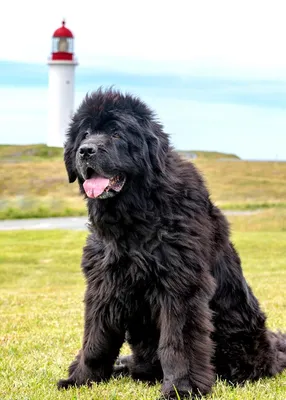 Собака водолаз (Ньюфаундленд): фото, характер, описание породы