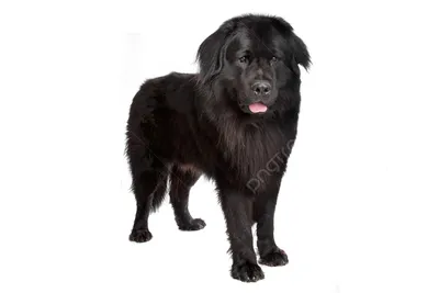 Фигурка Papo Собака Ньюфаундленд черный, Папо 54018 - купить с доставкой по  выгодным ценам в интернет-магазине OZON (609321963)