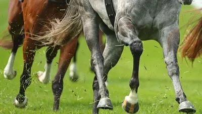 Лечение перелома ноги у лошадей | Пикабу
