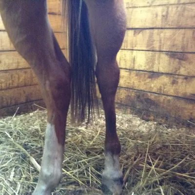 Передние ноги лошади, связанные с окончанием веревки вверх Стоковое  Изображение - изображение насчитывающей красивейшее, черный: 195931459