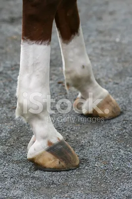 Ноги лошади передние стоковое изображение. изображение насчитывающей лошадь  - 41069647