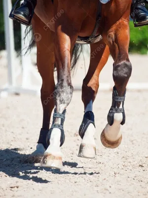 Подведение задних ног лошади. Упражнения | ESU Horses