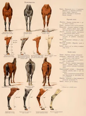 Почему у лошадей так странно сгибаются ноги? | Животные другими глазами |  Дзен