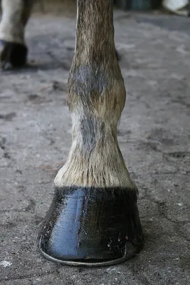 Чем полезен \"Horse Joint Forte\" для лошадей