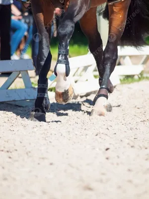 Во время бега галопом лошади отрывают от земли все четыре ноги одновременно