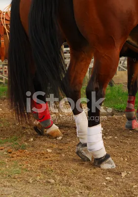Ампутации не будет: чтобы спасти ногу коню Бумеру, из Москвы прилетит  известный врач - KP.RU