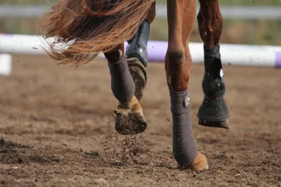 Фрагменты ноги лошади - Находки в районе Светловодска