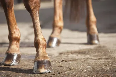 Лечение перелома ноги у лошадей | Пикабу