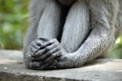 Руки и ноги обезьяны стоковое фото. изображение насчитывающей реально -  65841842