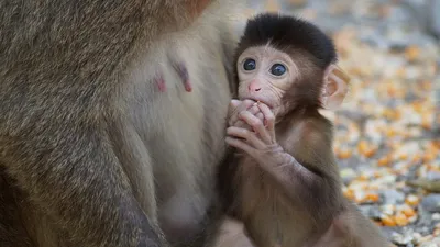 Приматы стали ходить на двух ногах из жадности - Техно bigmir)net