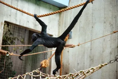 Как обезьяны научились ходить на двух ногах? - Hi-News.ru