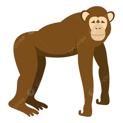 Как обезьяны начали ходить на двух ногах – ученые раскрыли тайну | OBOZ.UA
