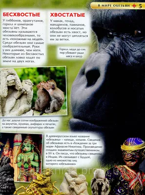 Что не так с этими гориллами и почему они стоят на ногах, как люди –  история загадочного селфи | Ваша Планета | Дзен