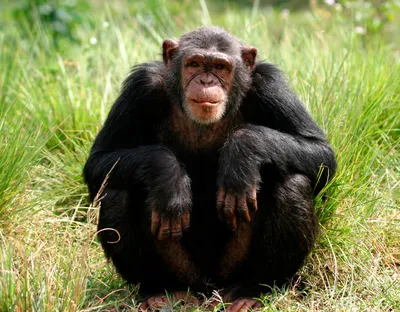 Злая обезьяна с челкой Stock Photo | Adobe Stock