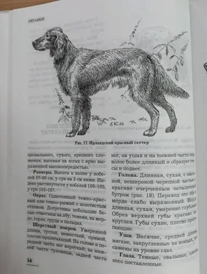 Подружейные собаки | Уральский следопыт