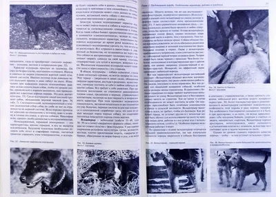 Норные породы собак: список с фото, видео с охотой | «Дай Лапу»