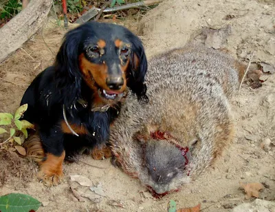 Охотничьи норные собаки (40 лучших фото)