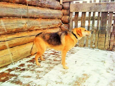 Норные породы собак: список с фото, видео с охотой | «Дай Лапу»