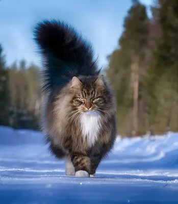 Норвежская лесная кошка | Коты и Кошатники Вики | Fandom