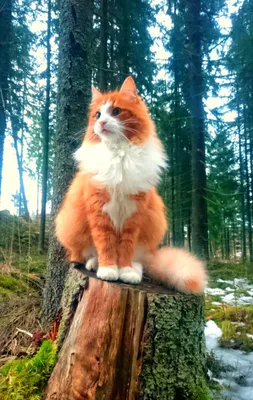 Норвежская лесная кошка - все о кошке, 4 минуса и 7 плюсов породы