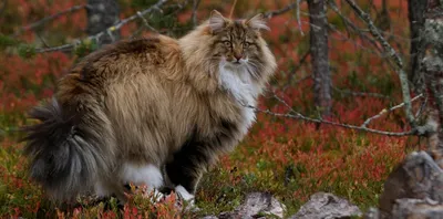 Белый норвежский лесной кот, …» — создано в Шедевруме