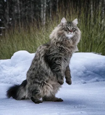 Норвежская лесная кошка представляет собой одну из древнейших пород. Порода  норвежская лесная кошка, обладает крупным и развитым телосложением.