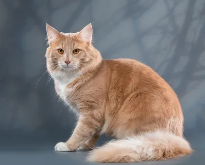 Норвежский лесной кот — For-pet