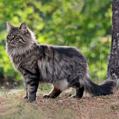 Норвежская лесная кошка (норвежский кот): фото, описание породы, характер,  особенности