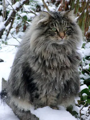 Удивительная природа - Норвежский лесной кот. 🐱 | Facebook