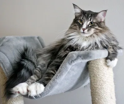 Канадская лесная кошка - картинки и фото koshka.top