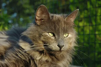 Норвежская лесная кошка. Фото | Норвежская лесная кошка, Сибирские кошки,  Кошки