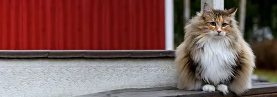 Норвежская лесная кошка . Обсуждение на LiveInternet - Российский Сервис  Онлайн-Дневников