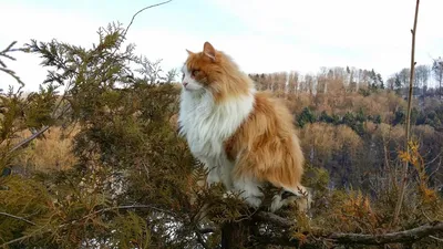 Норвежский рыжий кот осваивает лыжню