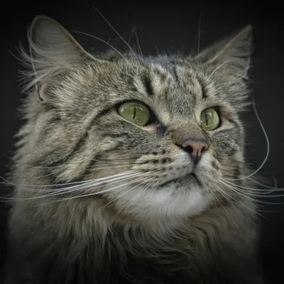 Норвежская лесная порода кошек описание породы и характера