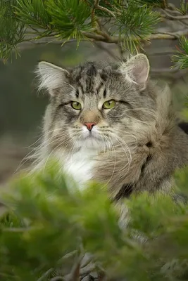 Норвежская лесная кошка - КОТ В ДОМЕ