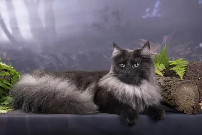 Норвежская лесная кошка: все о кошке, фото, описание породы, характер, цена