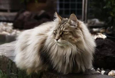 Норвежская лесная кошка: описание породы, происхождение, характер и уход |  AnimalPaw.ru