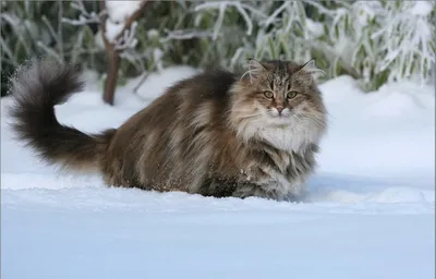 Американский бобтейл Мэнкс кот Азиатский полудлинный курильский бобтейл  Норвежский лесной кот, Кот, млекопитающее, животные png | PNGEgg
