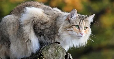 Норвежский лесной кот черно-белый» — создано в Шедевруме