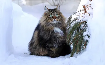 Норвежская лесная кошка 🐈 фото, характер. История и описание породы, уход,  цена