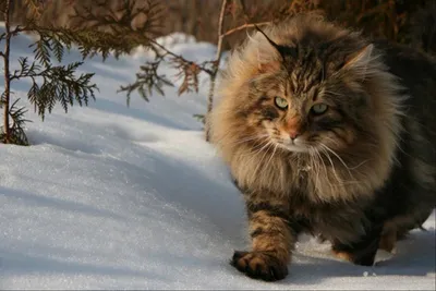 Норвежская лесная кошка представляет собой одну из древнейших пород. Порода  норвежская лесная кошка, обладает крупным и развитым телосложением.