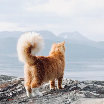 Норвежская лесная кошка: описание породы с фото — Pet-Mir.ru