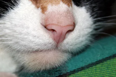 Почему у кошек мокрый нос, какие причины и параметры нормы